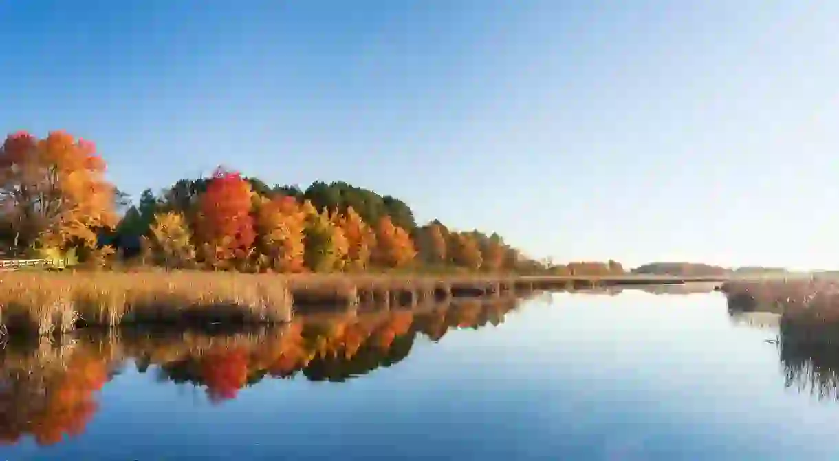 Miles of hiking trails run through the stunning Mer Bleue bog in Ottawa