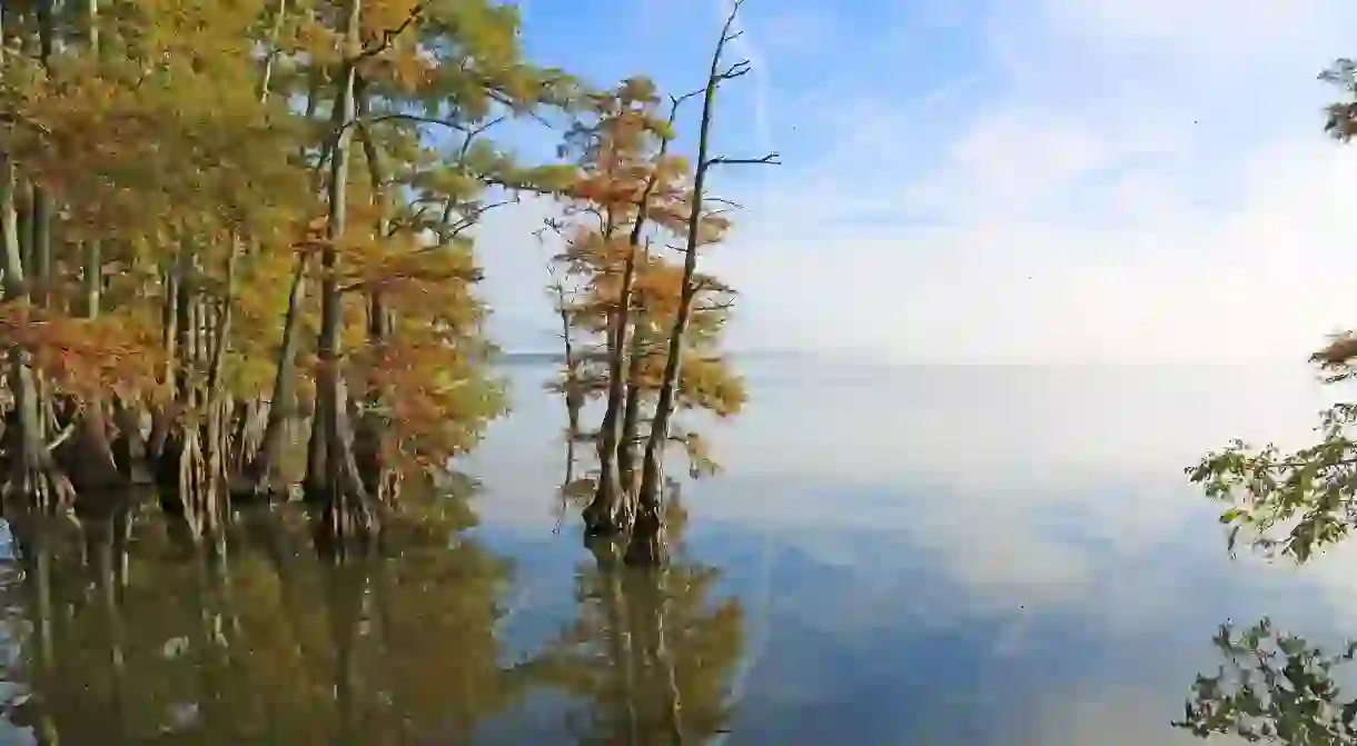 Reelfoot Park was once a forest which has since flooded, meaning you’ll see cypress trees poking out from the water line