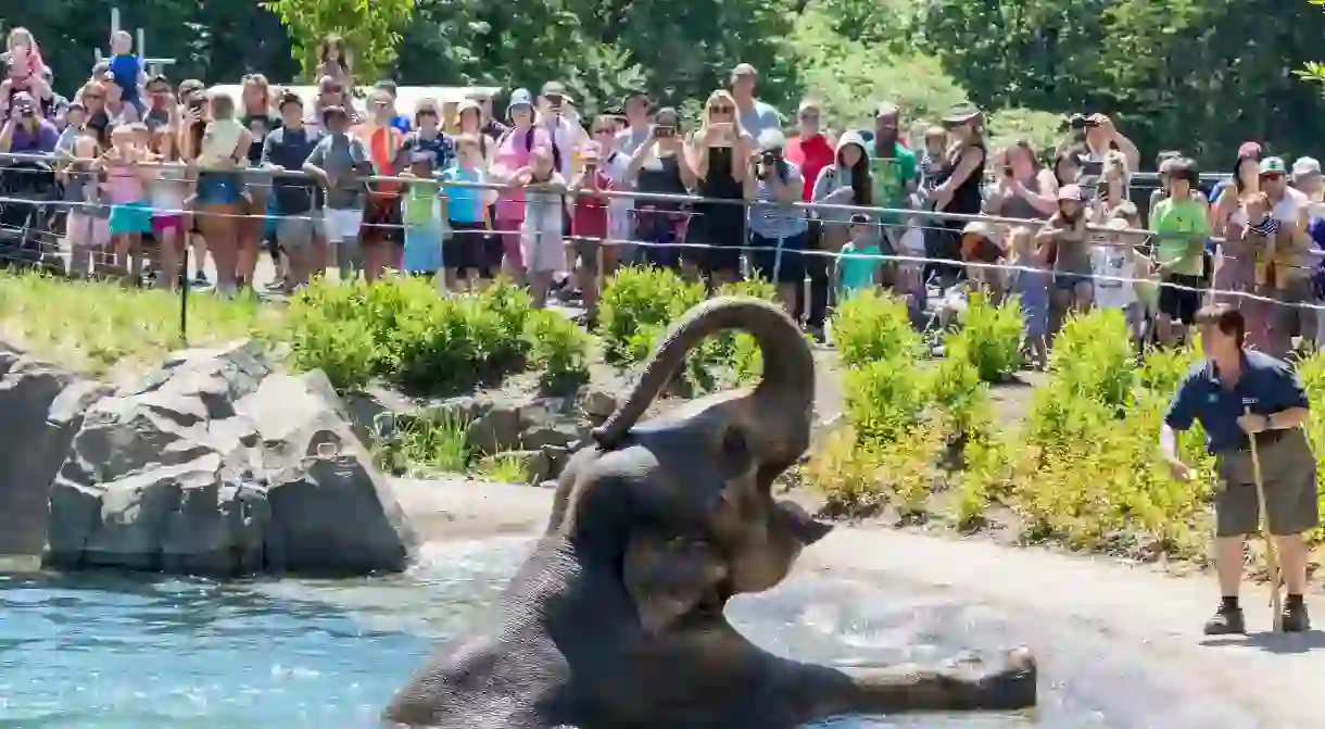 Elephant in the water at the Portland Oregon zoo