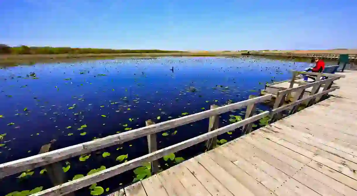 Stroll along bridges under the canopy of large trees coming into bud at Point Pelee National Park