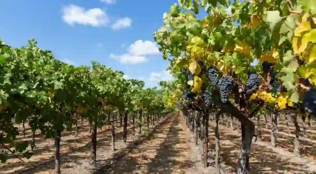 Sonoma County is home to more than 100 wineries