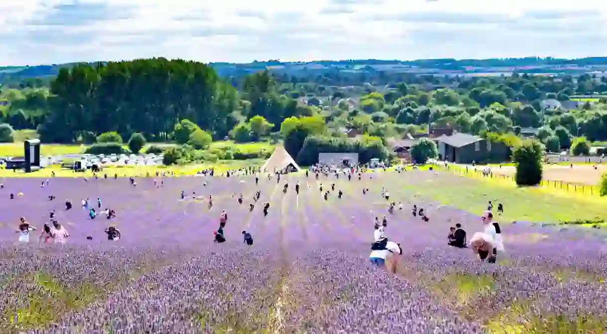 Explore long stretches of aromatic lavender at Hitchin Lavender in Hertfordshire, UK