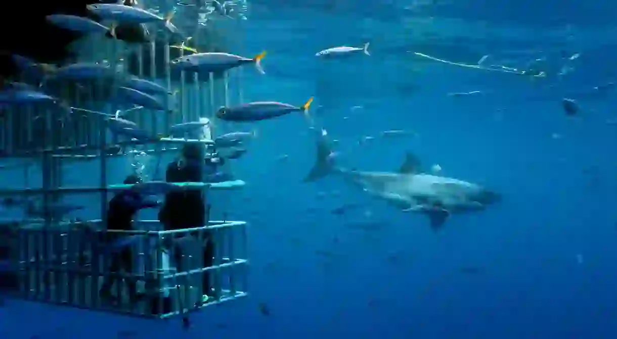 Get your adrenaline fix diving with great white sharks off the California coast