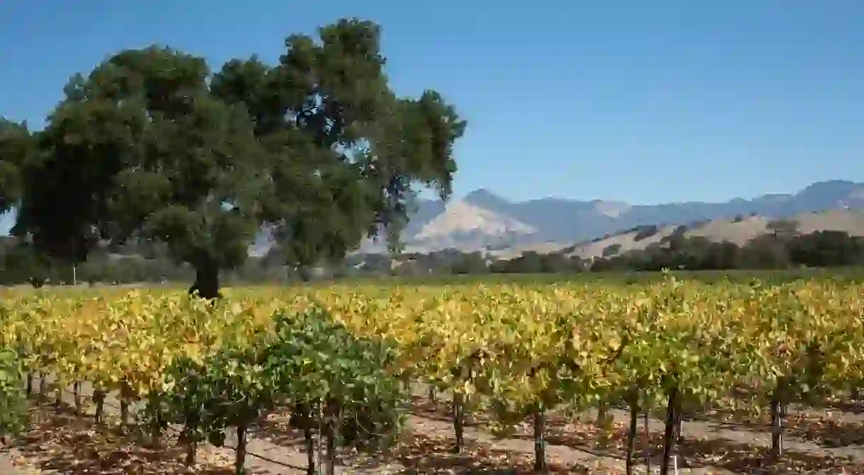 Rolling hills of vineyards, tasting rooms and sprawling wine estates make Santa Barbara a wine lovers dream