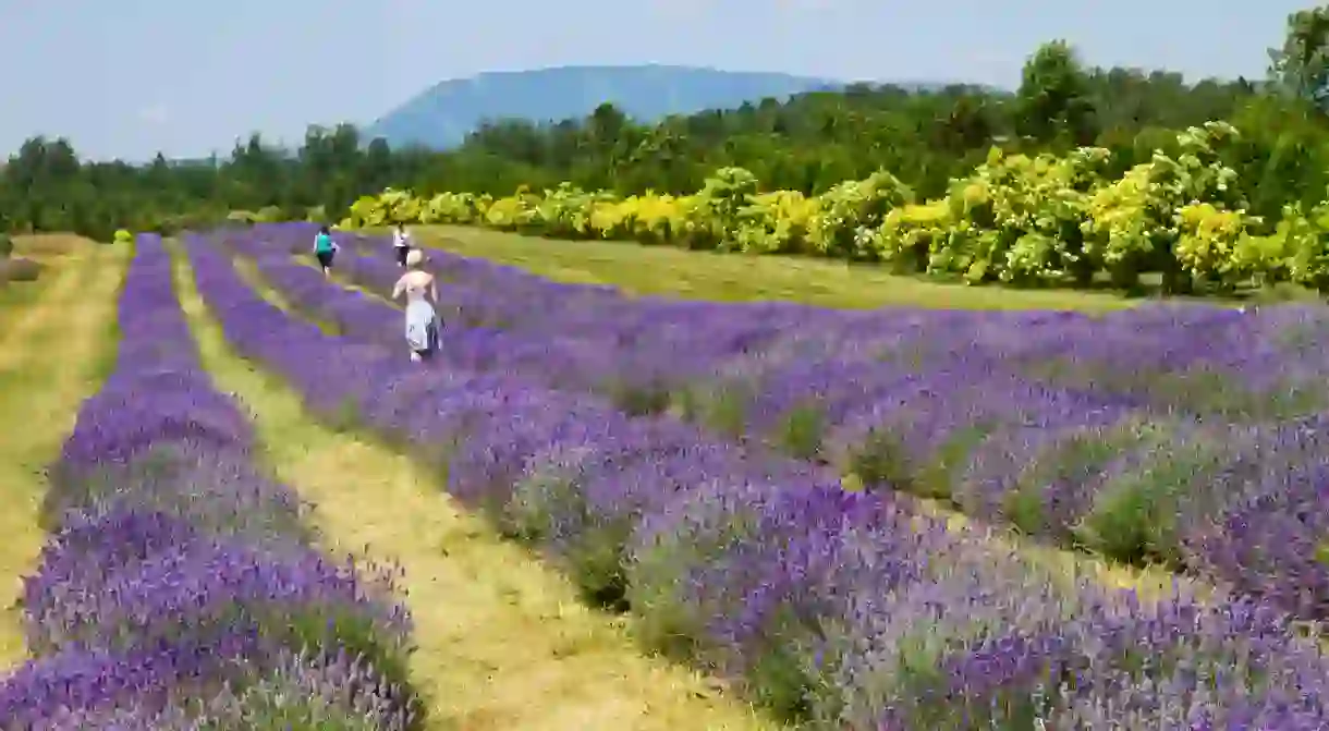 La Seigneurie de l’Île d’Orléans has 75,000 lavender plants