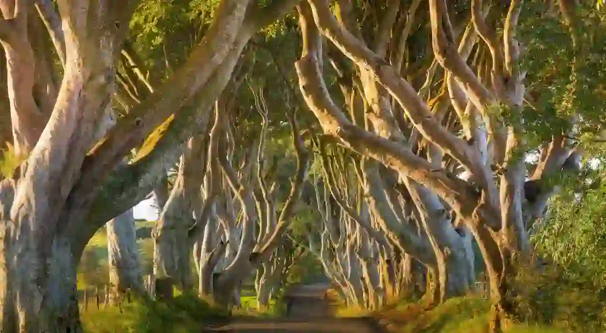 The top places to see in Northern Ireland include the stunning Dark Hedges