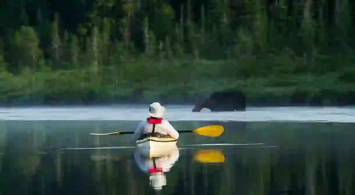 See wild moose from the comfort of your kayak at Quebecs stunning La Mauricie National Park