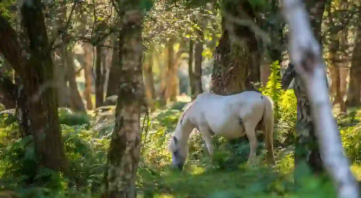 Around 3,000 ponies live in the New Forest National Park