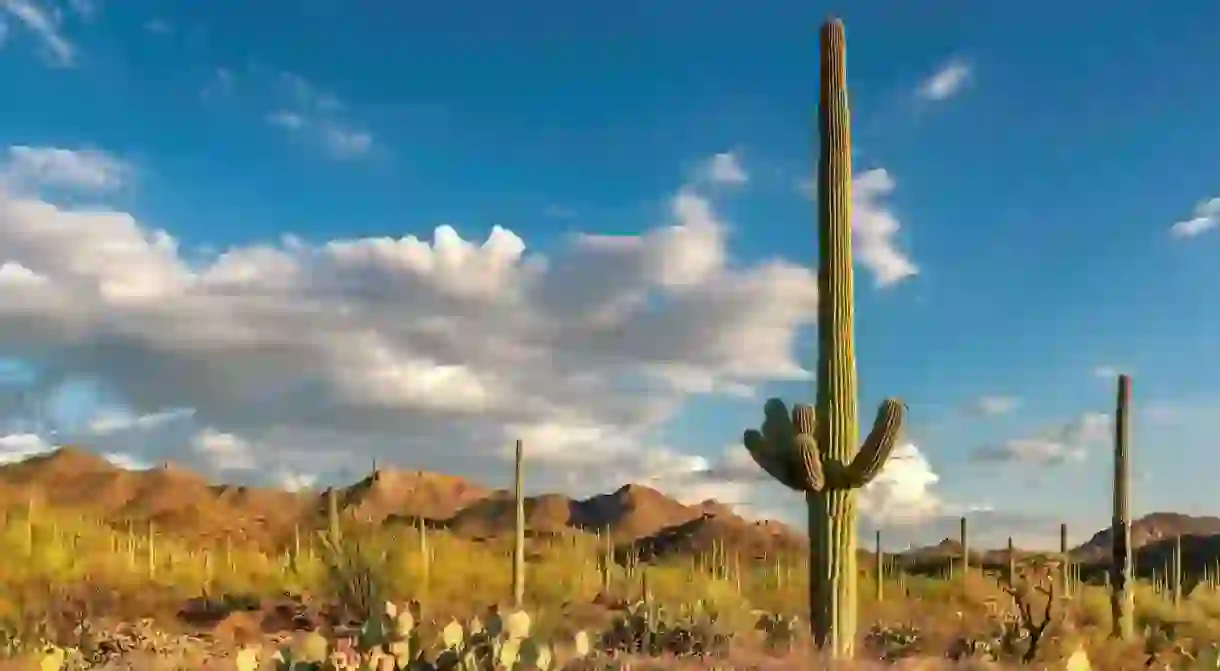 The saguaro cactus, native to the Sonoran Desert in Arizona, makes its mark on the landscape of Saguaro National Park