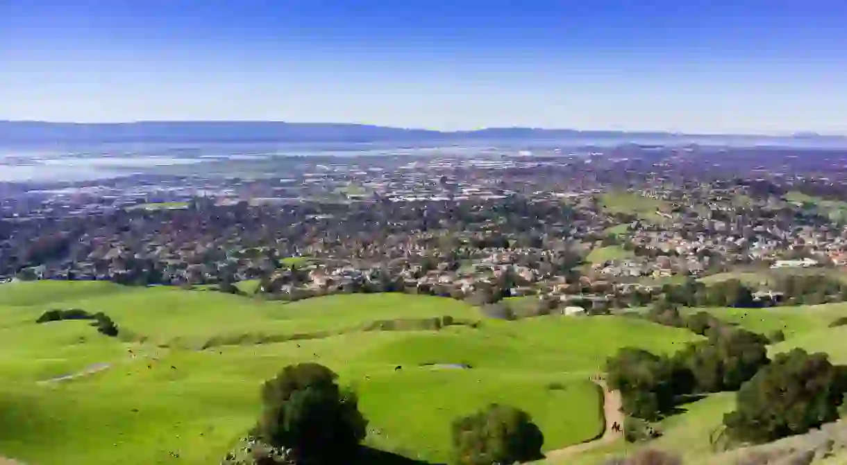 View towards Fremont from the trail to Mission Peak, cattle grazing on the hills, east San Francisco bay, California