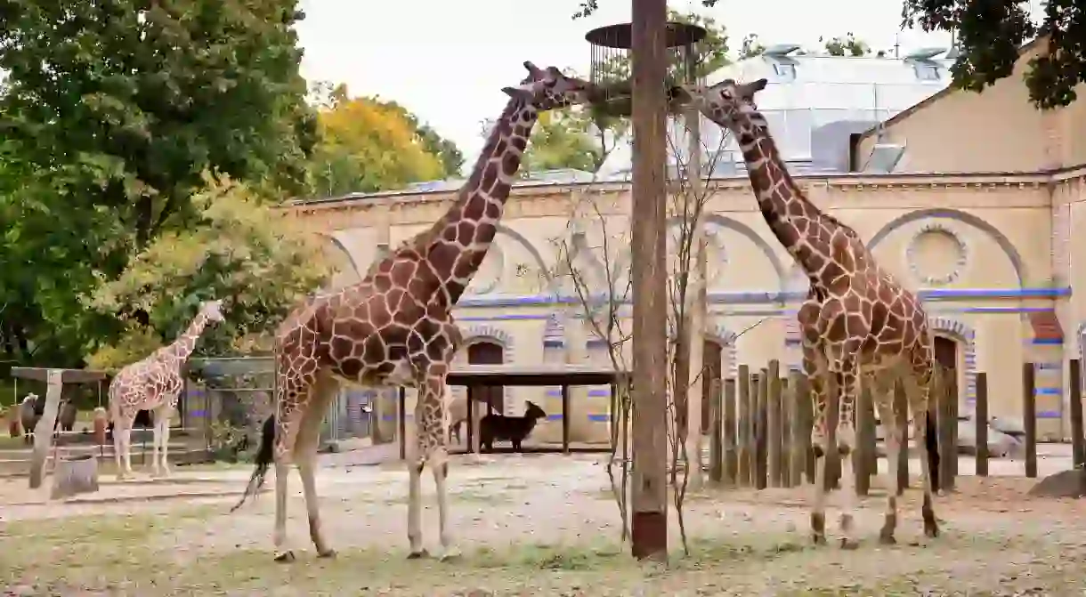 The Berlin Zoological Garden is home to one of the worlds most diverse collections of animals