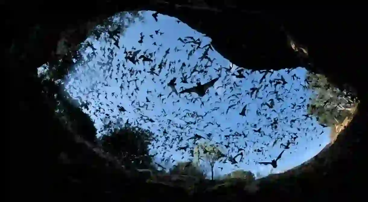 Visit Bracken Cave to see the largest bat colony on earth