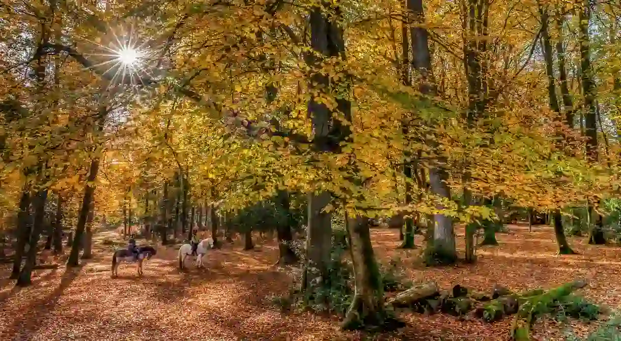 The UK is home to a range of enchanting woodlands, such as the New Forest in Hampshire