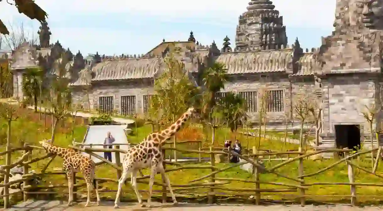 The giraffes on display at the Pairi Daiza zoo