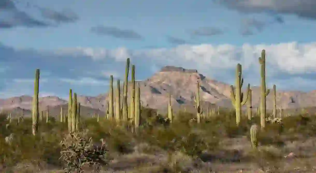 Arizonas Organ Pipe Cactus National Monument, a thriving biosphere reserve, lies within easy reach of Phoenix