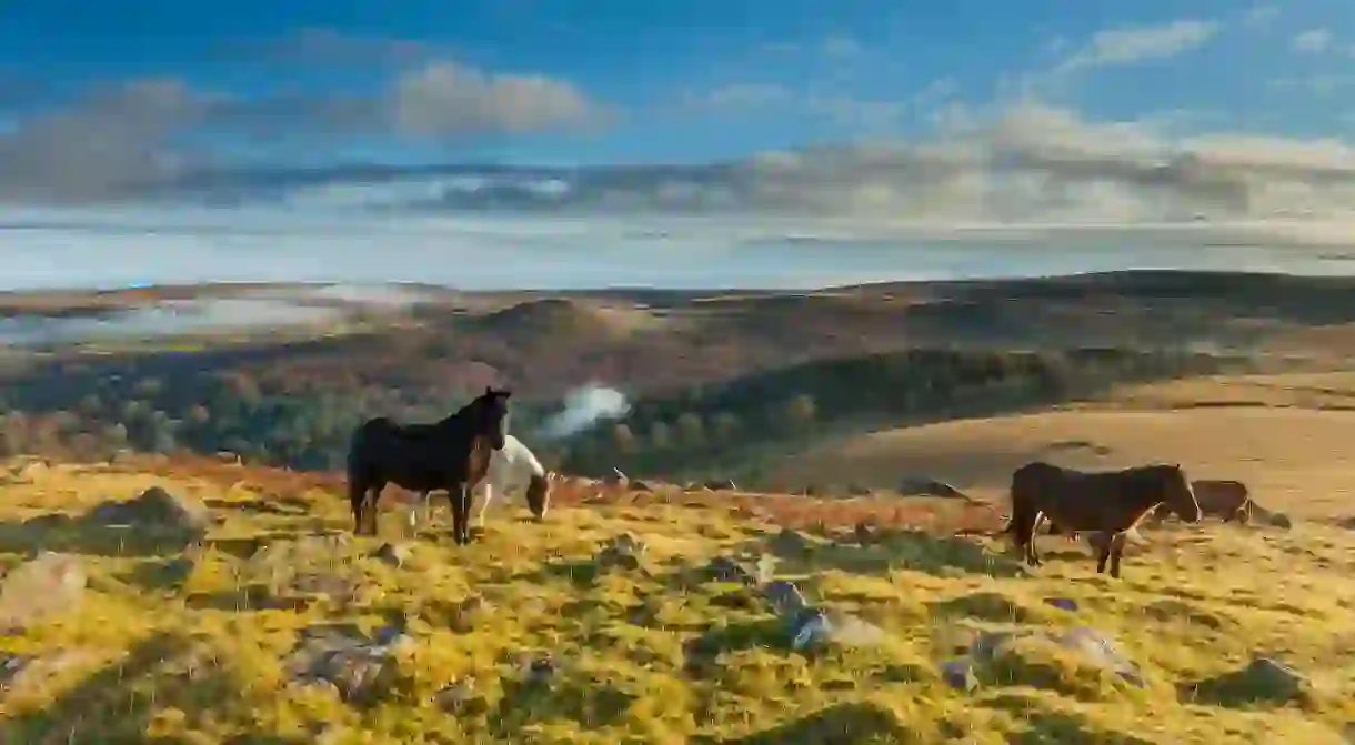 Seeing Dartmoor ponies is one of many highlights in the Dartmoor National Park