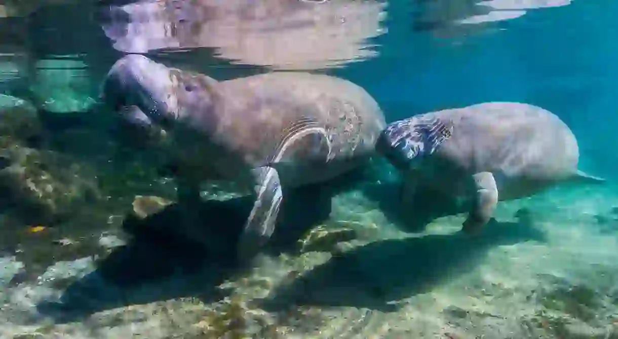 Chill with the manatees in Crystal River State Park