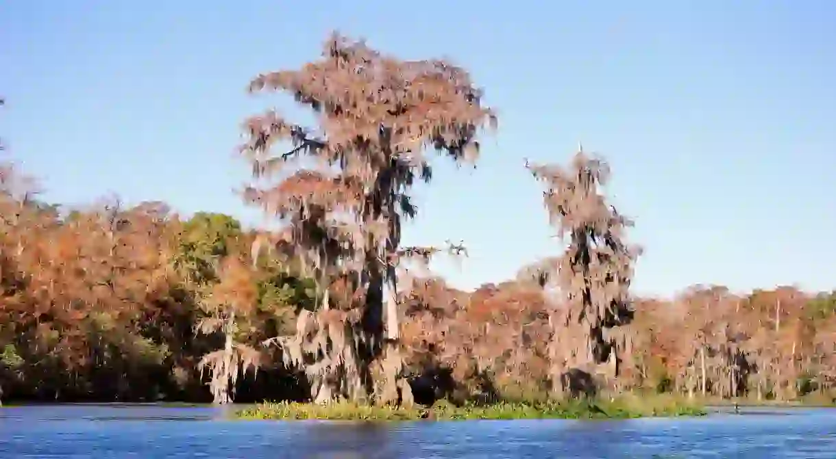 Enjoy the colors of the cypress trees in fall in Wakulla Springs State Park, Florida,