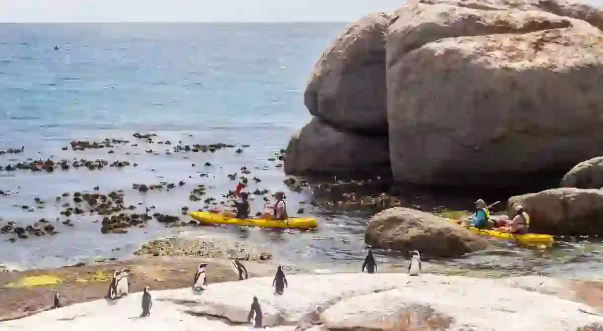 South Africa is one big game reserve, and Cape Town has an abundance of wildlife to delight visitors. Head to Boulders Beach for the day, and you can hang out with its resident colony of African penguins