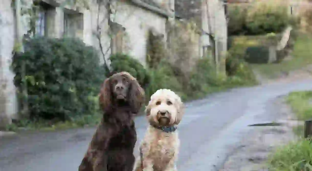 The Cotswolds makes for the perfect getaway for you and your pups