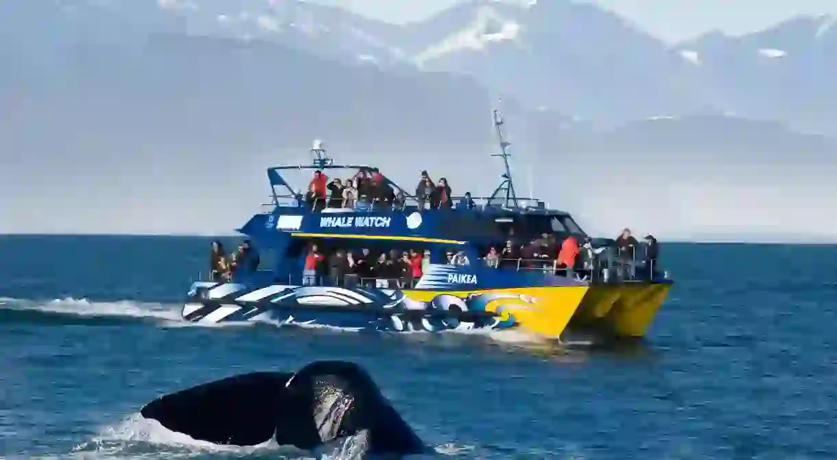 A boat trip to see whales off the shores of Kaikoura in the South Island is just one of the special outdoor experiences New Zealand has to offer