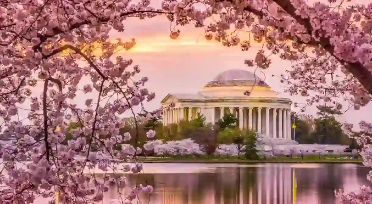 Washington DC is most beautiful in the Spring when the cherry blossoms are in full bloom