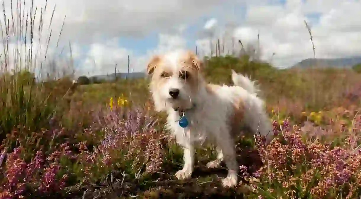 Explore Ireland together with your four-legged friend