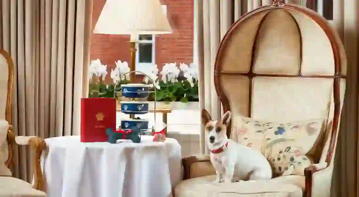 The Egerton House Hotel in London will treat your pup like a VIP