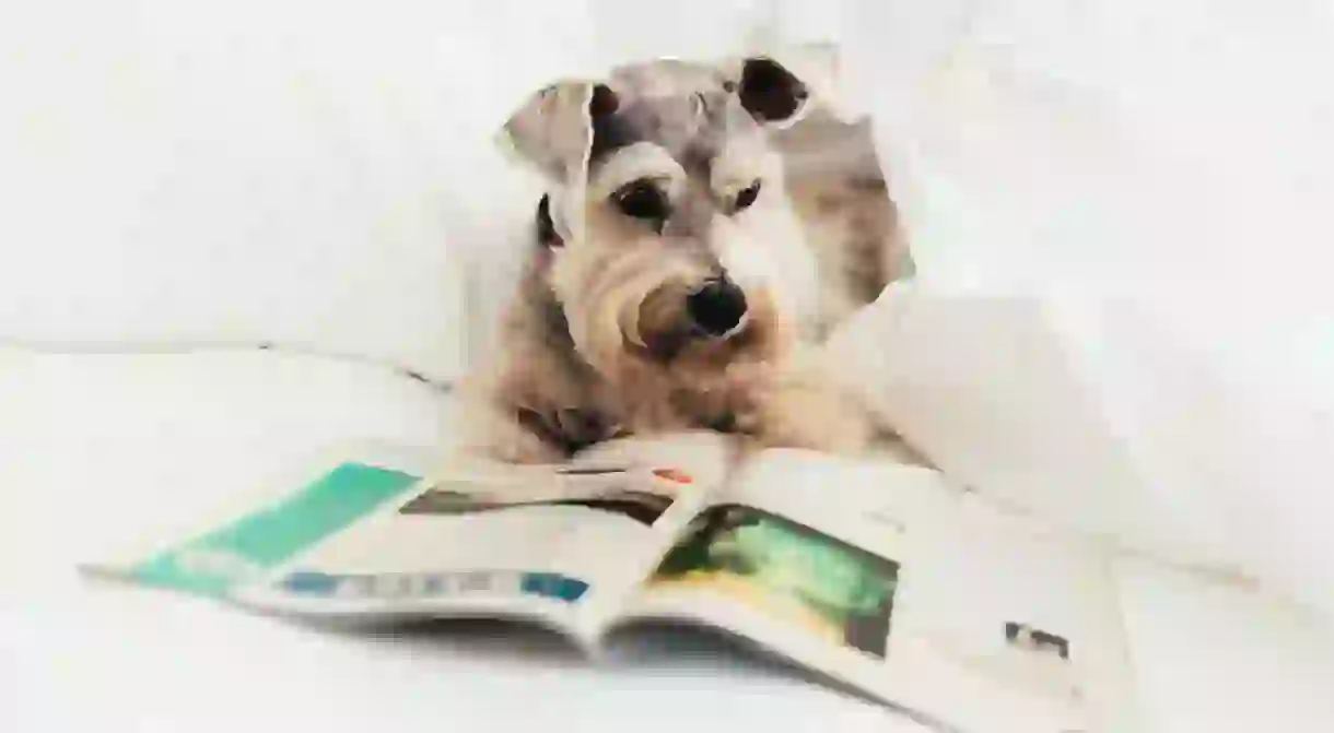 Dogs are most welcome at Loews Atlanta Hotel in the capital of Georgia