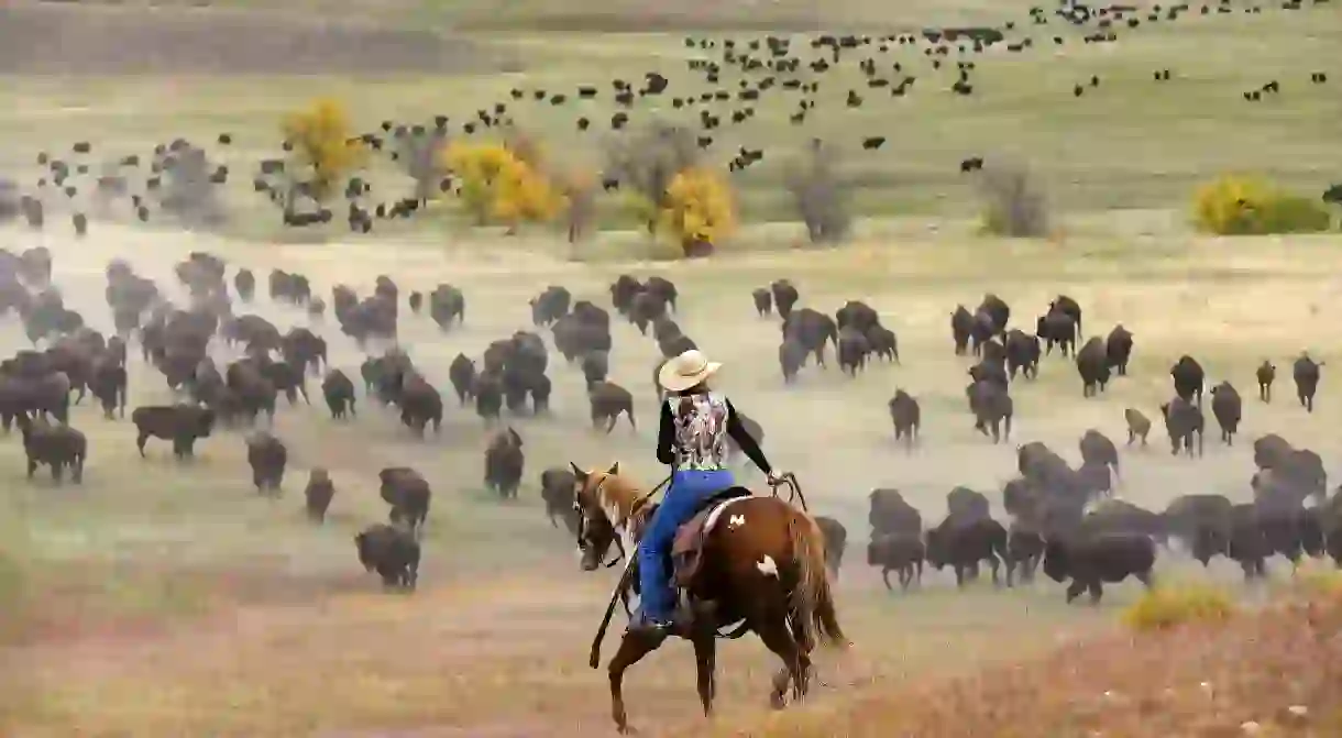 Watching the Custer State Park Buffalo Roundup is a once-in-a-lifetime experience