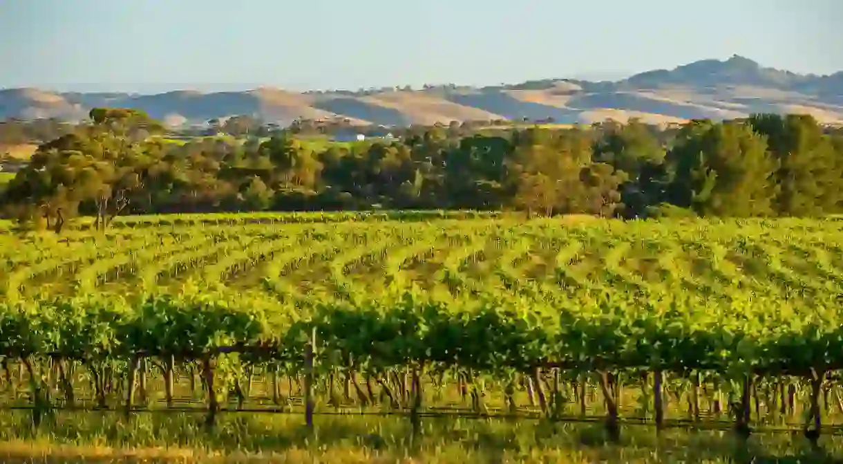 The Louise hotel in Marananga is bordered by vineyards