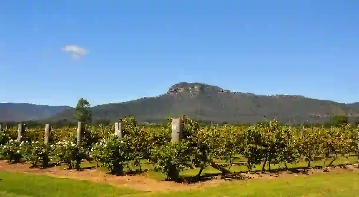 View of Werakata National Park from the Hunter Valley vineyards