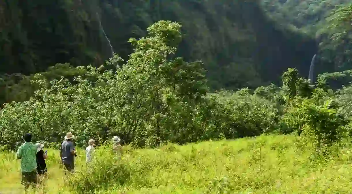 People walking along in the Tahitian Jungle