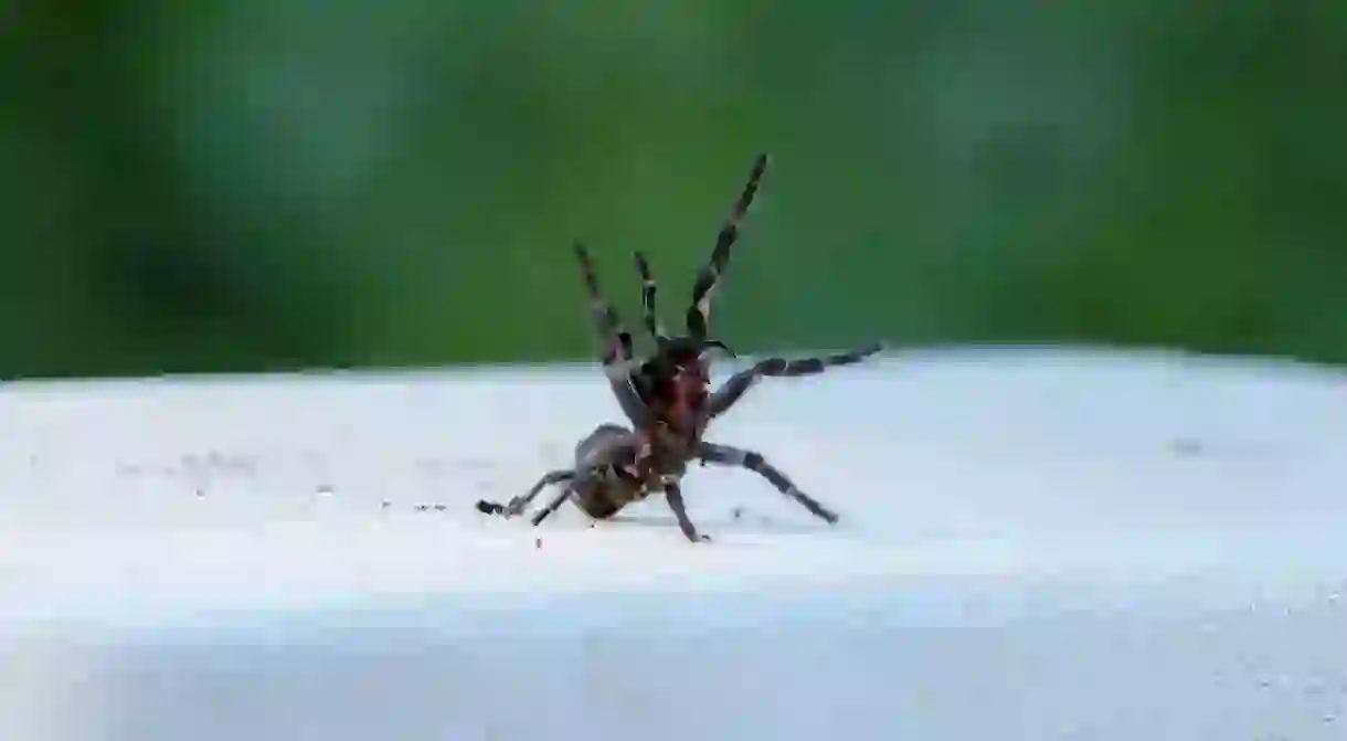 Sydney Funnel Web Spider in classic strike position