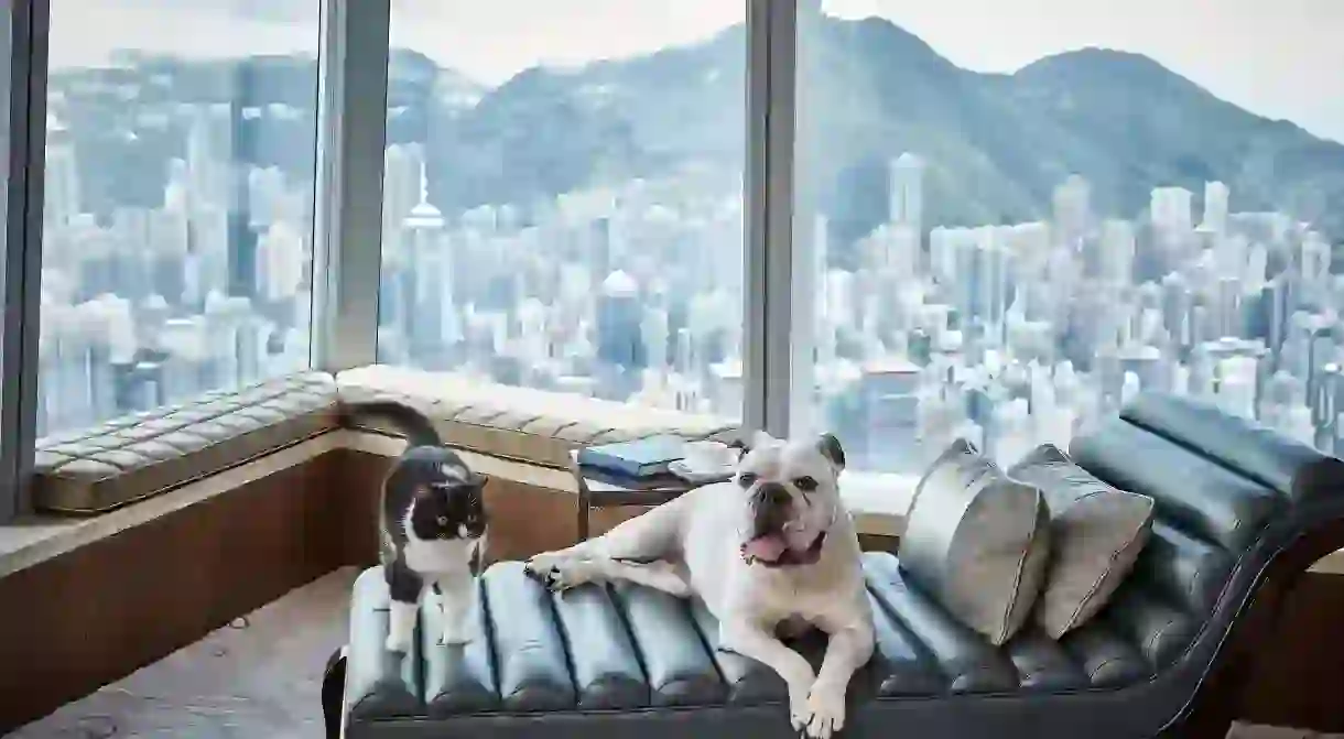 There’s no need to leave your pets at home when visiting Hong Kong