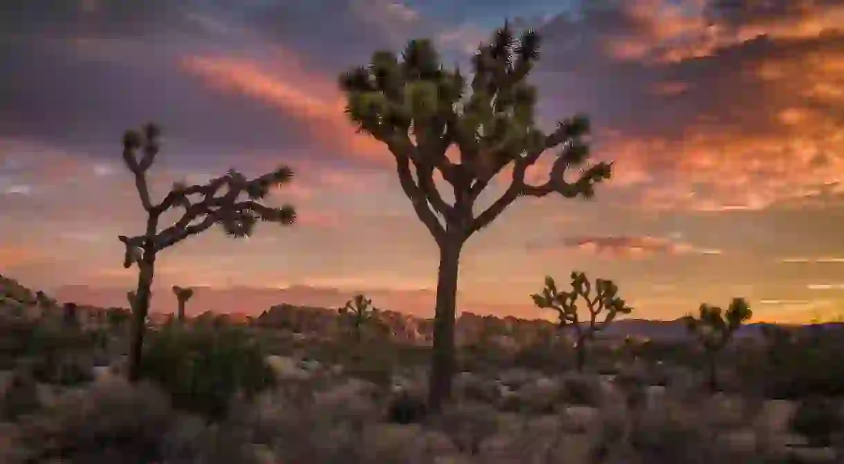 Explore Joshua Tree National Park, named after the native Yucca brevifolia plant.