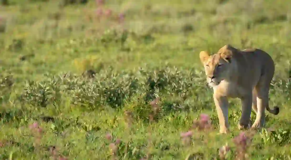 Watch out for lions at the Welgevonden Game Reserve in Limpopo