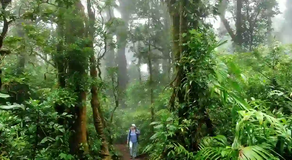 The Monteverde Cloud Forest Biological Reserve, in Costa Rica, is a unique experience