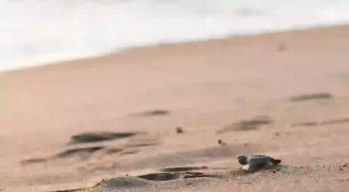 Visitors can watch wild turtles being released into the ocean in Monterrico, Guatemala.