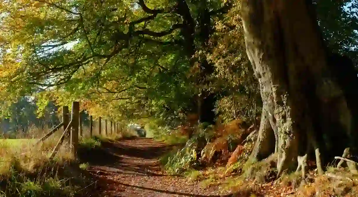 The woods in Alderley Edge provide an escape into nature close to Manchester