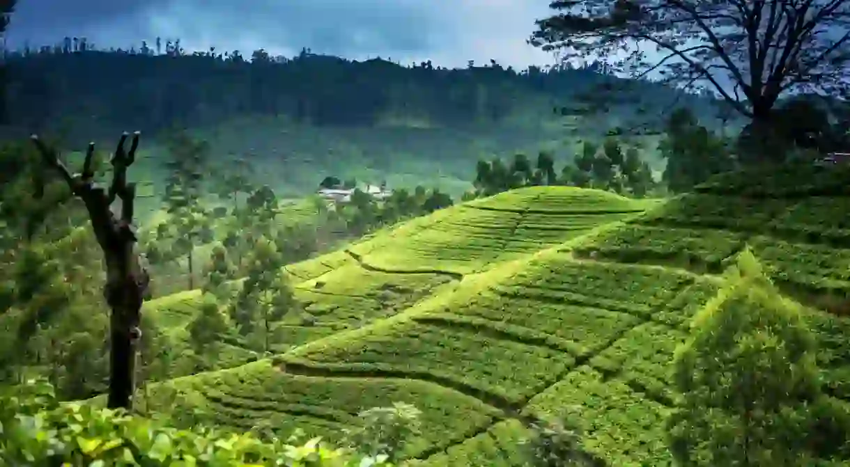 The tea plantations stretch for miles across the hills