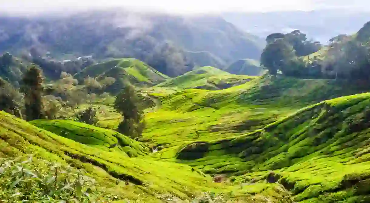 Drink in the cool climate and undulating hills and tea plantations of the Cameron highlands in Malaysia