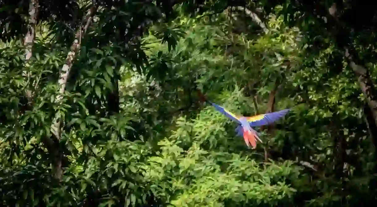 Scarlet macaws fly through Copan, where the ruins of a long-abandoned Mayan city are one of the biggest attractions in Honduras