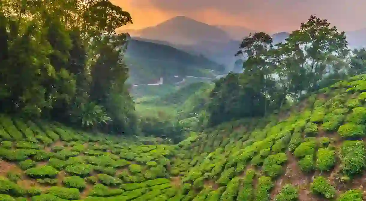 A tea plantation up in the Cameron Highlands in Pahang, Malaysia.