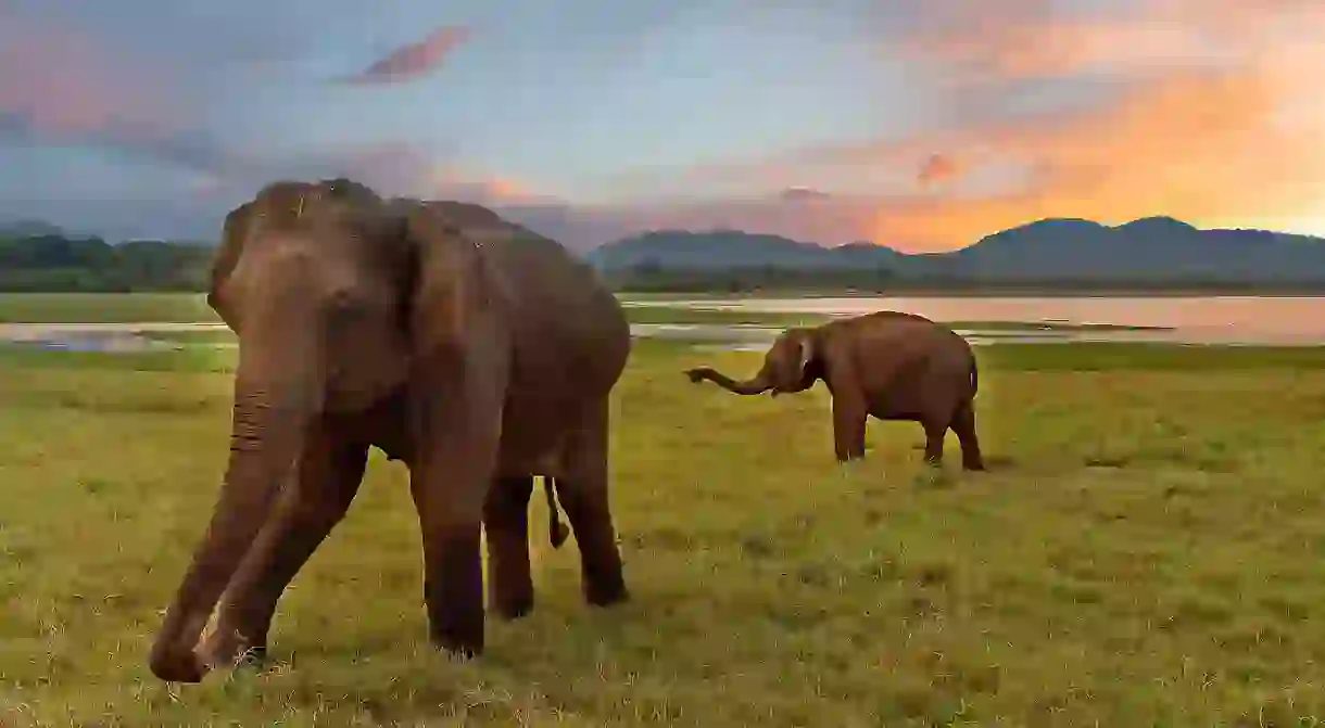 Sri Lankan elephants are the largest of the Asian elephants