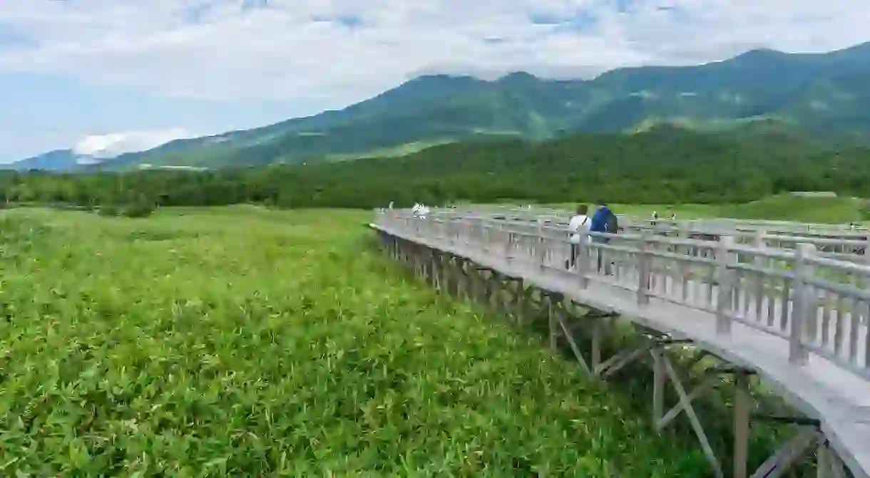 Head to Shiretoko National Park to see the resident population of brown bears