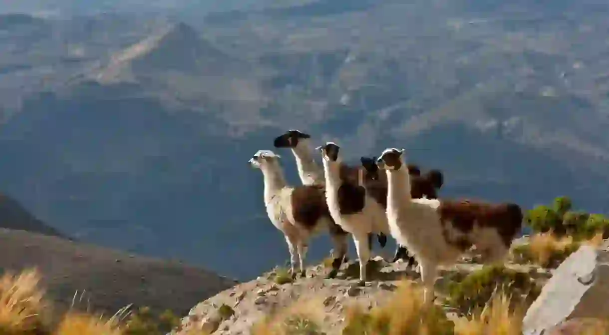 Llamas patrol the high Andes near Colca Canyon, Peru