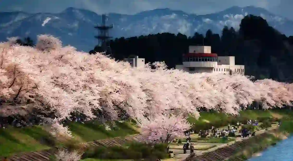 The rows of white cherry blossom trees along the banks of the Tamagawa River make for a picture-perfect day out