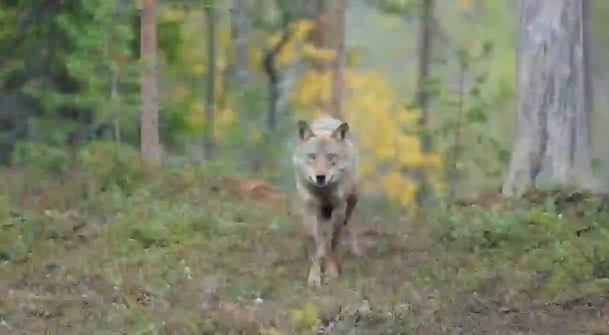 The Finnish wilderness is a rich natural landscape, with diverse fauna and flora unlike anywhere else