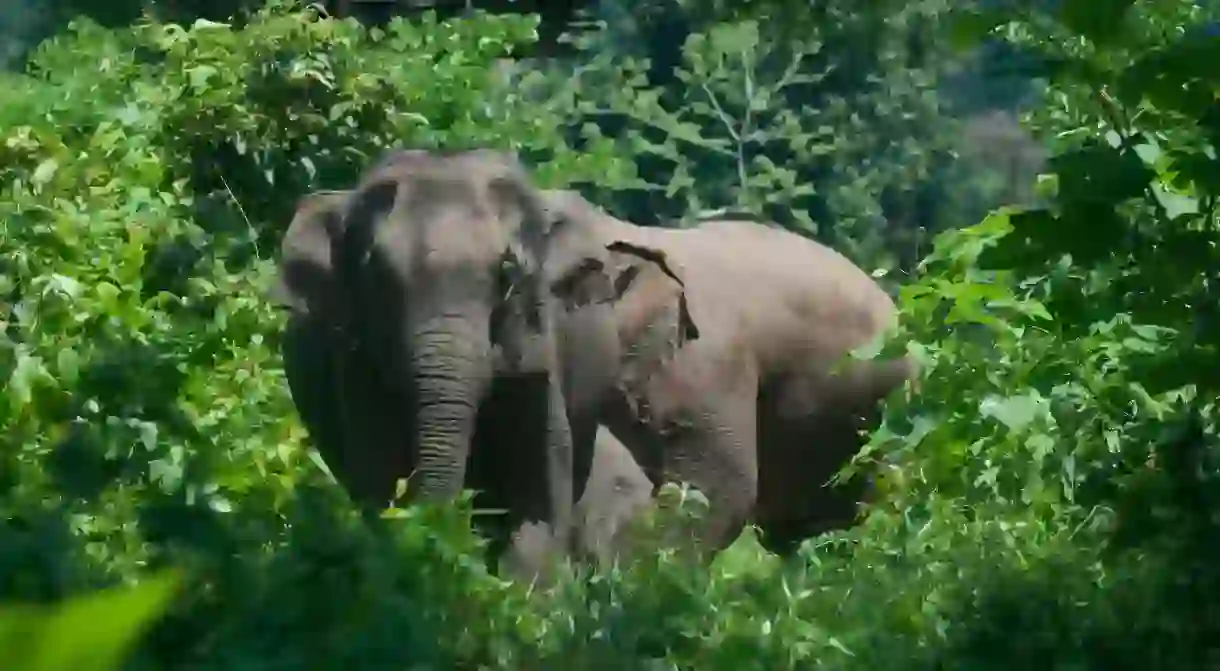 The elephants at Boon Lotts Elephant Sanctuary have been removed from work and abuse